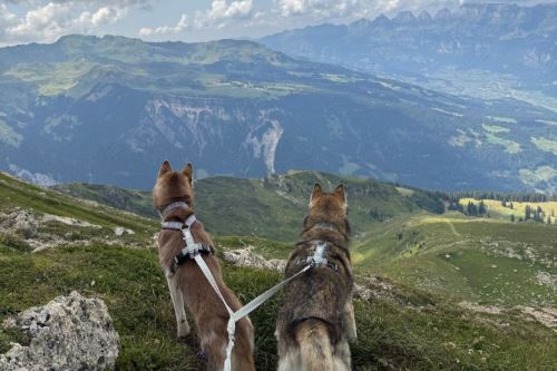 Dogtrekking with Your Dog: Every Kilometer Counts