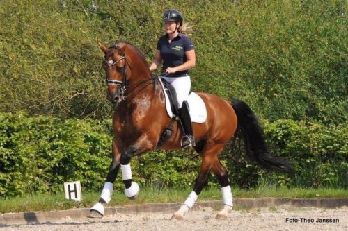 HIND HORSE LEG RPOTECTION WRAPS (pair) - white
