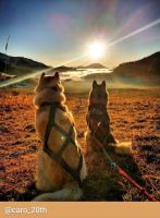 SLED harness (6)