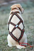 SLED harness (5)