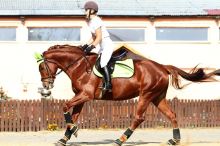 QUILTED SQUARE saddle pad - low padding (1)