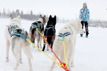 SLED harness (3)