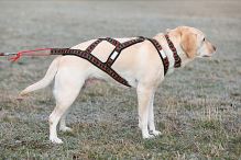 SLED harness (4)