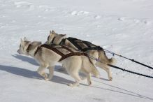 SLED harness (3)