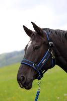 BRAIDED lead for horses (2)